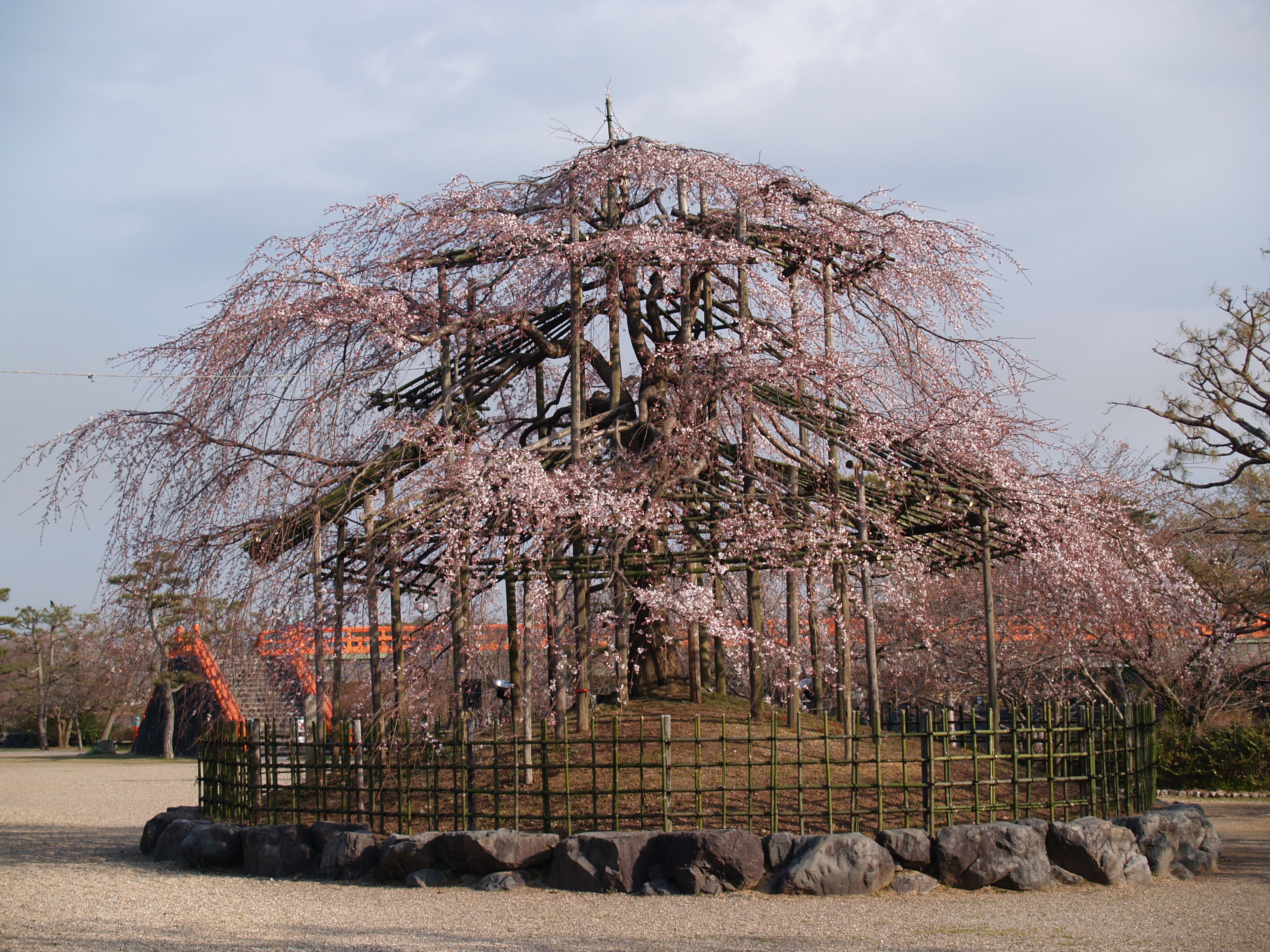 宇治川の桜 宇治 京都 の旅行記 ブログ By ドクターキムルさん フォートラベル