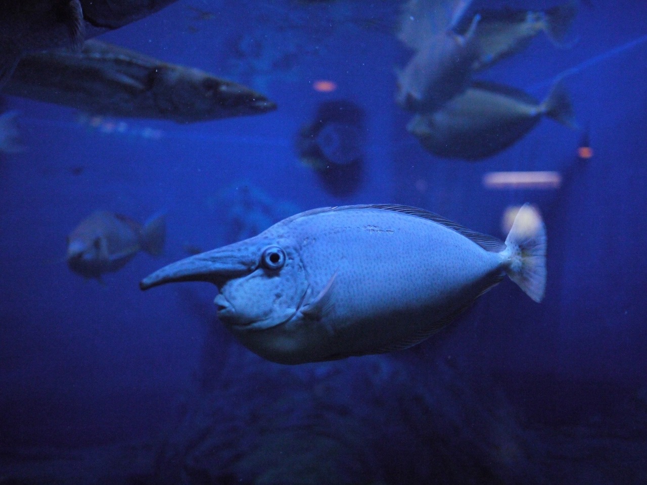 静岡 恐竜博物館と水族館 清水 静岡県 の旅行記 ブログ By ふーさん フォートラベル