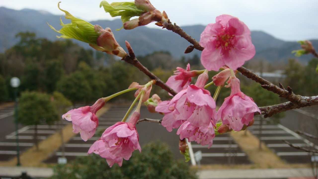 河津正月桜発見 河津温泉郷 今井浜 静岡県 の旅行記 ブログ By Hn11さん フォートラベル