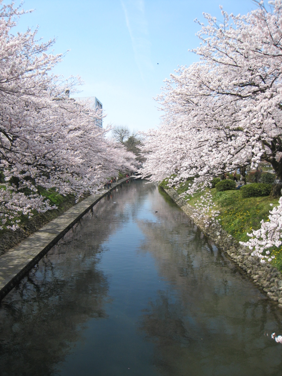 桜100選 富山編 松川べりの桜とチンドンコンクール 富山市 富山県 の旅行記 ブログ By ゆきだるまさん フォートラベル