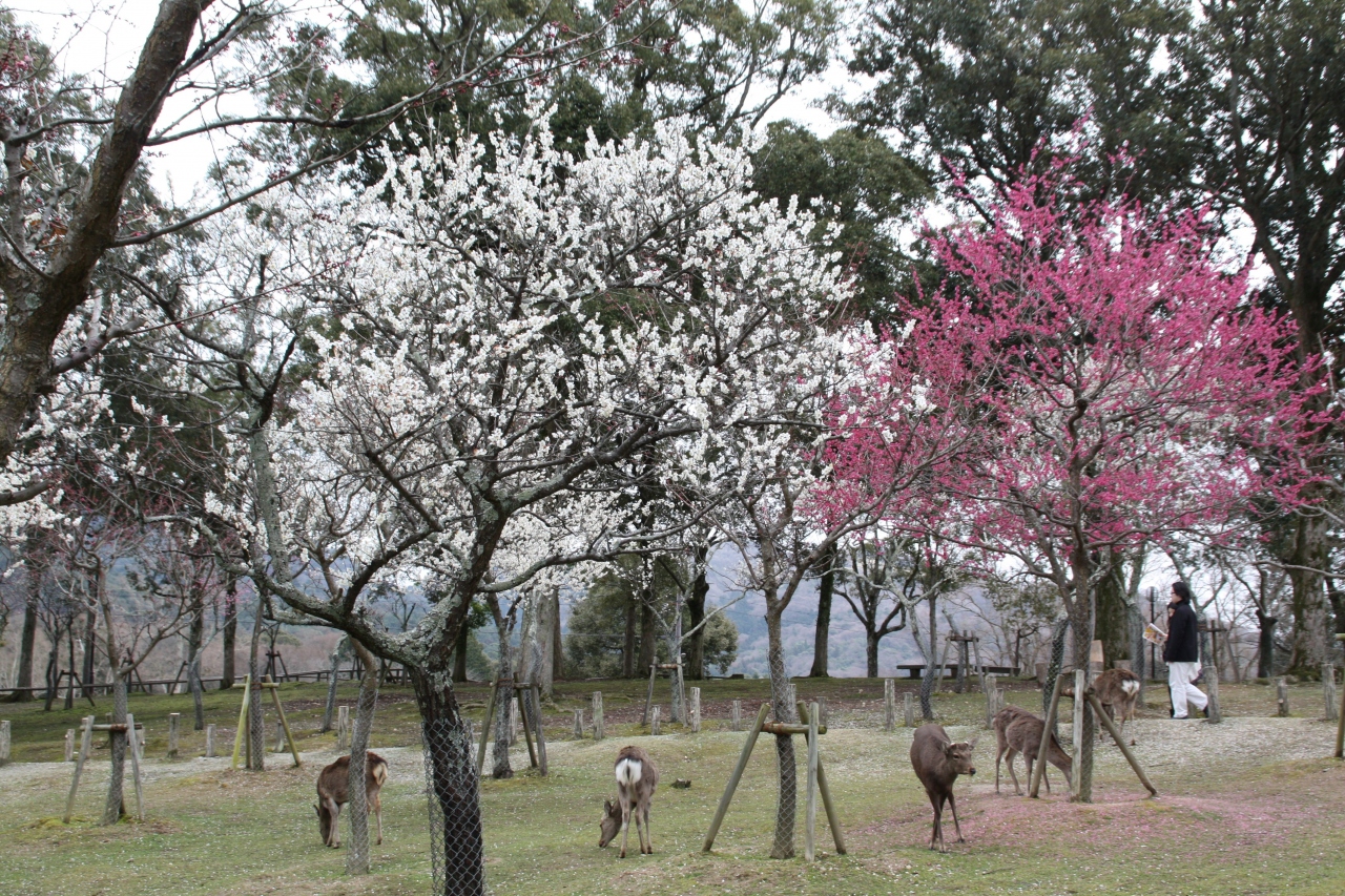 平城遷都１３００年 奈良公園 春日大社 奈良市 奈良県 の旅行記 ブログ By 花好京人さん フォートラベル