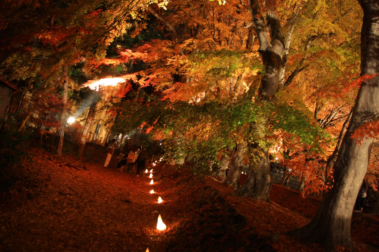 ライトアップされた もみじ回廊 河口湖紅葉まつり 富士五湖 山梨県 の旅行記 ブログ By ゆっきさん フォートラベル