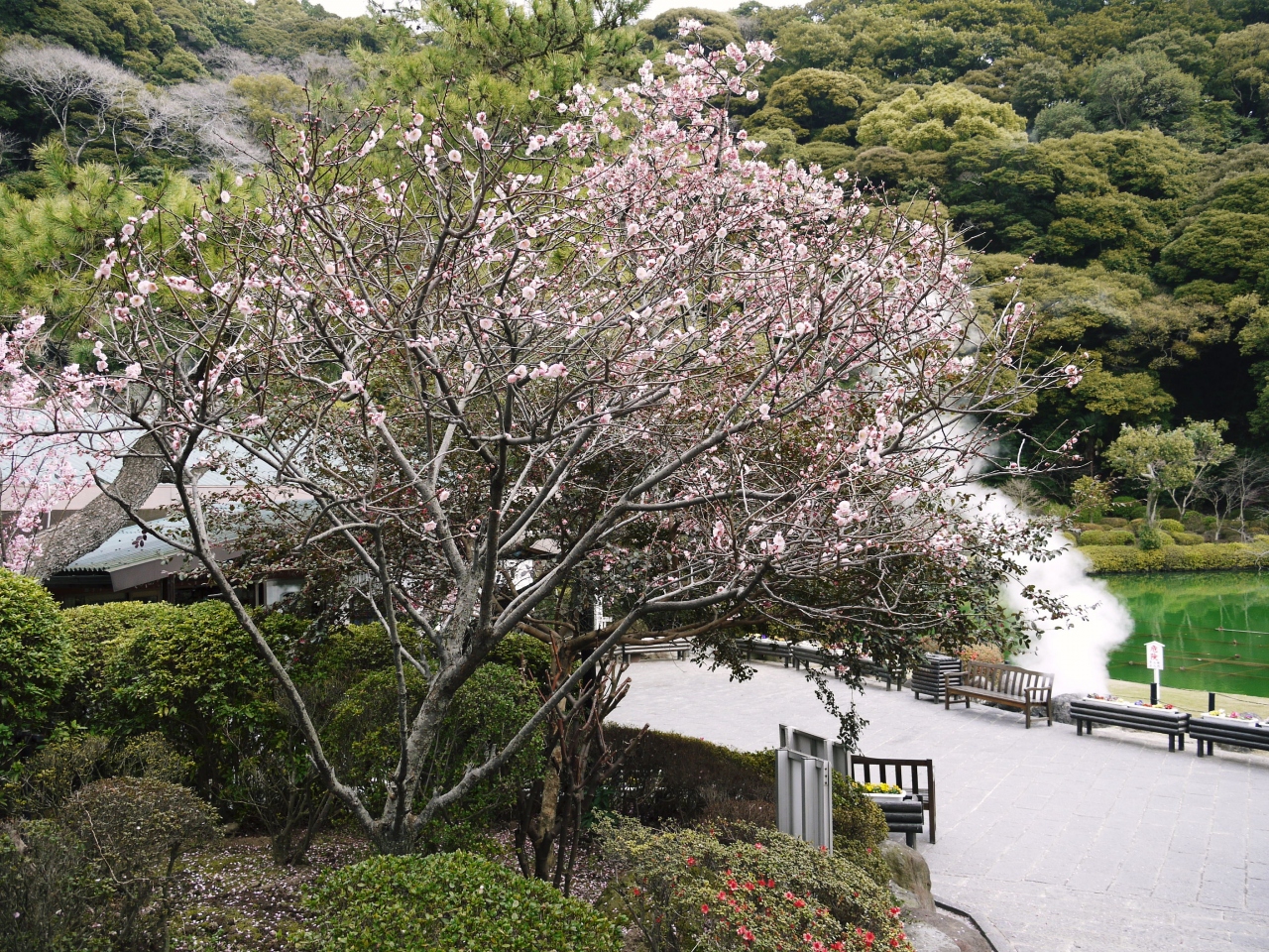 10年2月 春を先取り 別府地獄谷巡り 別府温泉 大分県 の旅行記 ブログ By サリーさん フォートラベル 10年2月 春を先取り 別府地獄谷巡り 別府温泉 大分県 の旅行記 ブログ By サリーさん フォートラベル