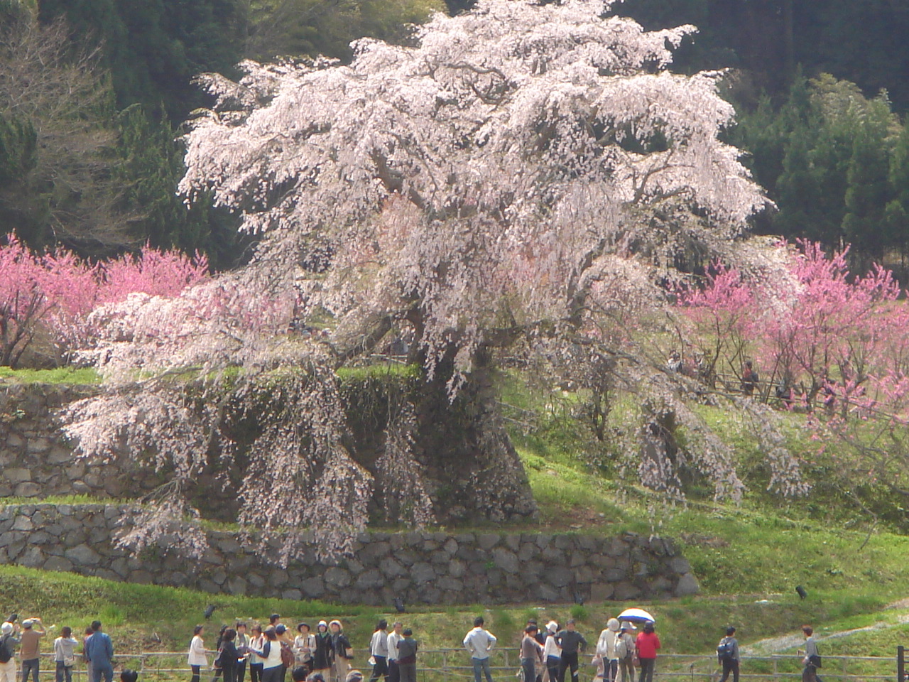 奈良の桜めぐり 奈良県の旅行記 ブログ By としゆきさん フォートラベル