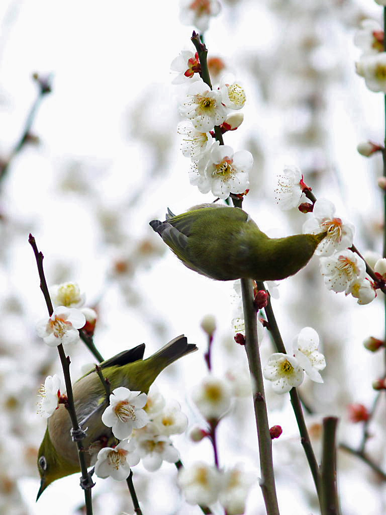 3月の鳥たち 東京の旅行記 ブログ By 展望車さん フォートラベル 3月の鳥たち 東京の旅行記 ブログ By 展望車さん フォートラベル