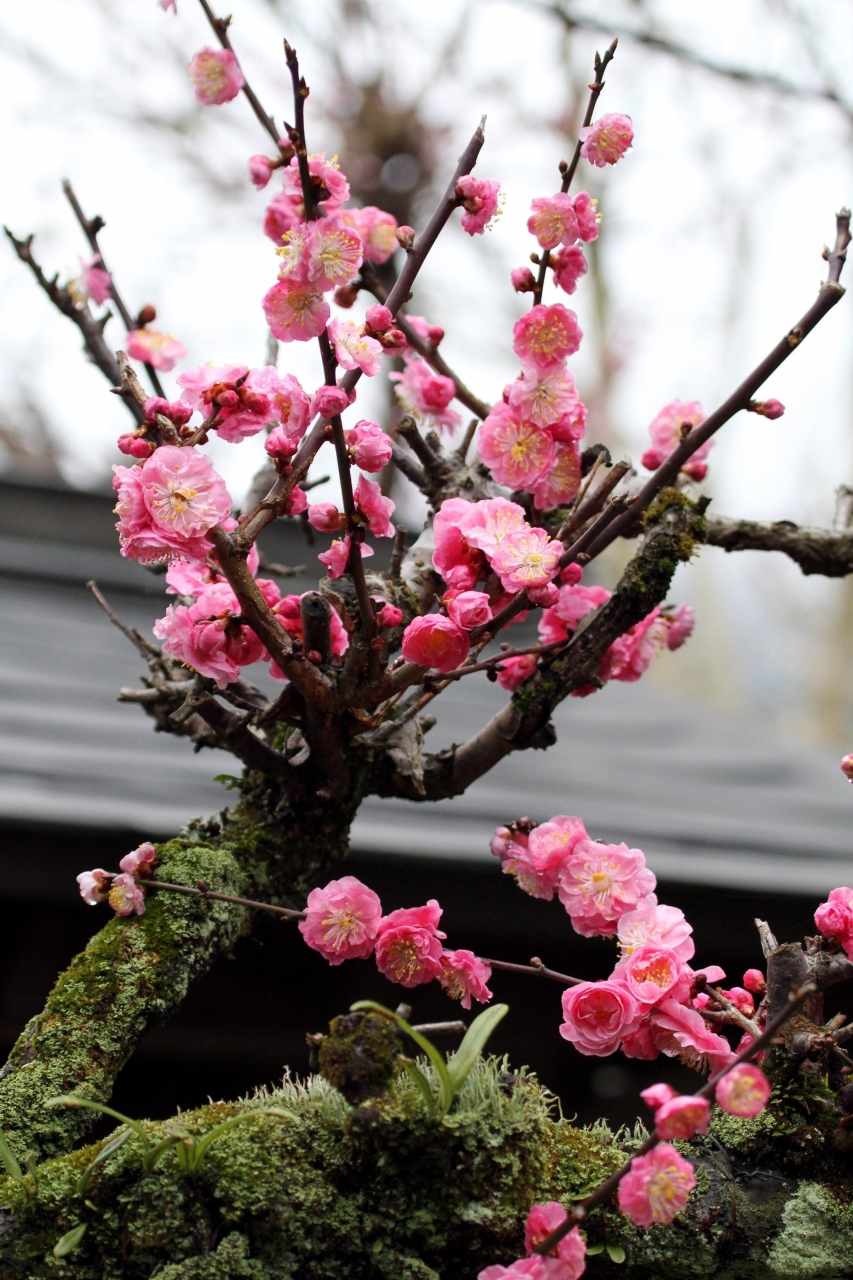 ひとり旅 6 津和野にも綺麗な梅の花が咲いていました 山陰の小京都 津和野 島根県津和野町 津和野 島根県 の旅行記 ブログ By Mechagodzilla 703さん フォートラベル ひとり旅 6 津和野にも綺麗な梅の花が咲いていました 山陰の小京都 津和野 島根県津和野町 津和野 島根県 の旅行記 ブログ By Mechagodzilla 703さん フォートラベル