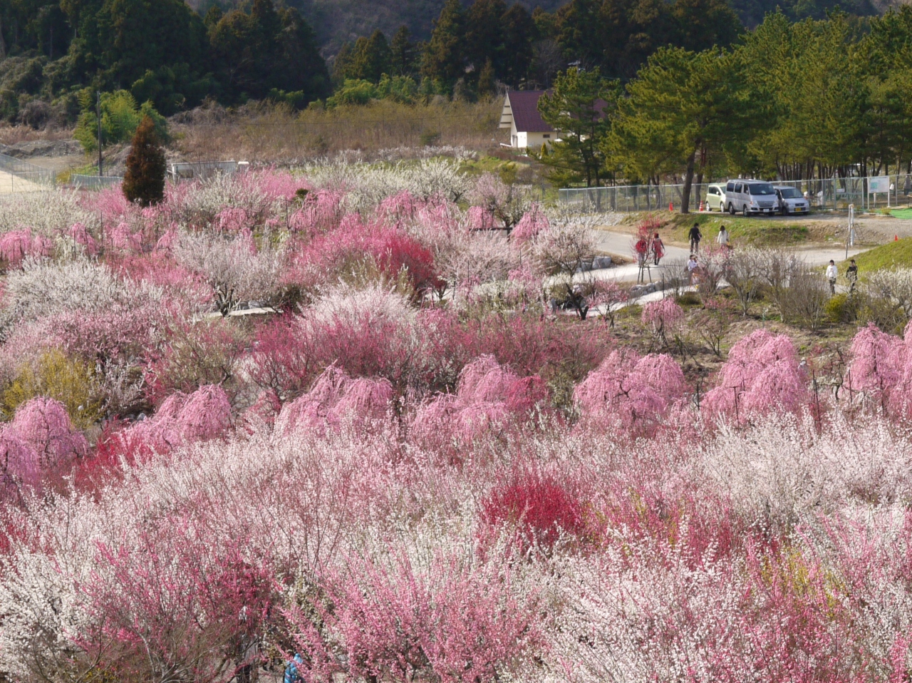三重 いなべの梅林公園 いなべ 菰野 三重県 の旅行記 ブログ By ふーさん フォートラベル