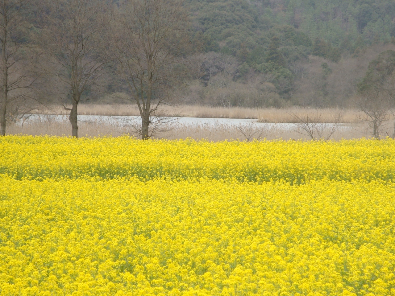 菜の花畑にさそわれて いちめんのなのはな 磐田 静岡県 の旅行記 ブログ By Tyatyaさん フォートラベル