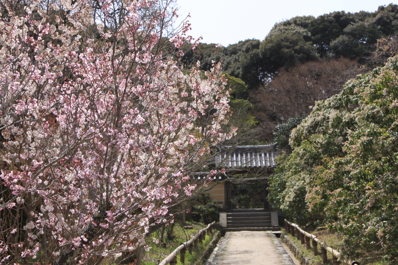 関西花の寺二十五ヵ所 浄瑠璃寺 岩船寺 般若寺の参拝 京田辺 京都 の旅行記 ブログ By きよさん フォートラベル