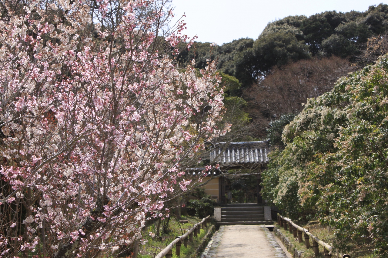 関西花の寺二十五ヵ所 浄瑠璃寺 岩船寺 般若寺の参拝 京田辺 京都 の旅行記 ブログ By きよさん フォートラベル