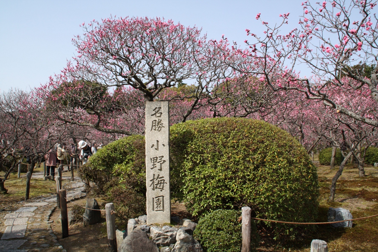 小野小町縁の寺 随心院 名勝小野梅園 山科 京都 の旅行記 ブログ By 花好京人さん フォートラベル 小野小町縁の寺 随心院 名勝小野梅園 山科 京都 の旅行記 ブログ By 花好京人さん フォートラベル