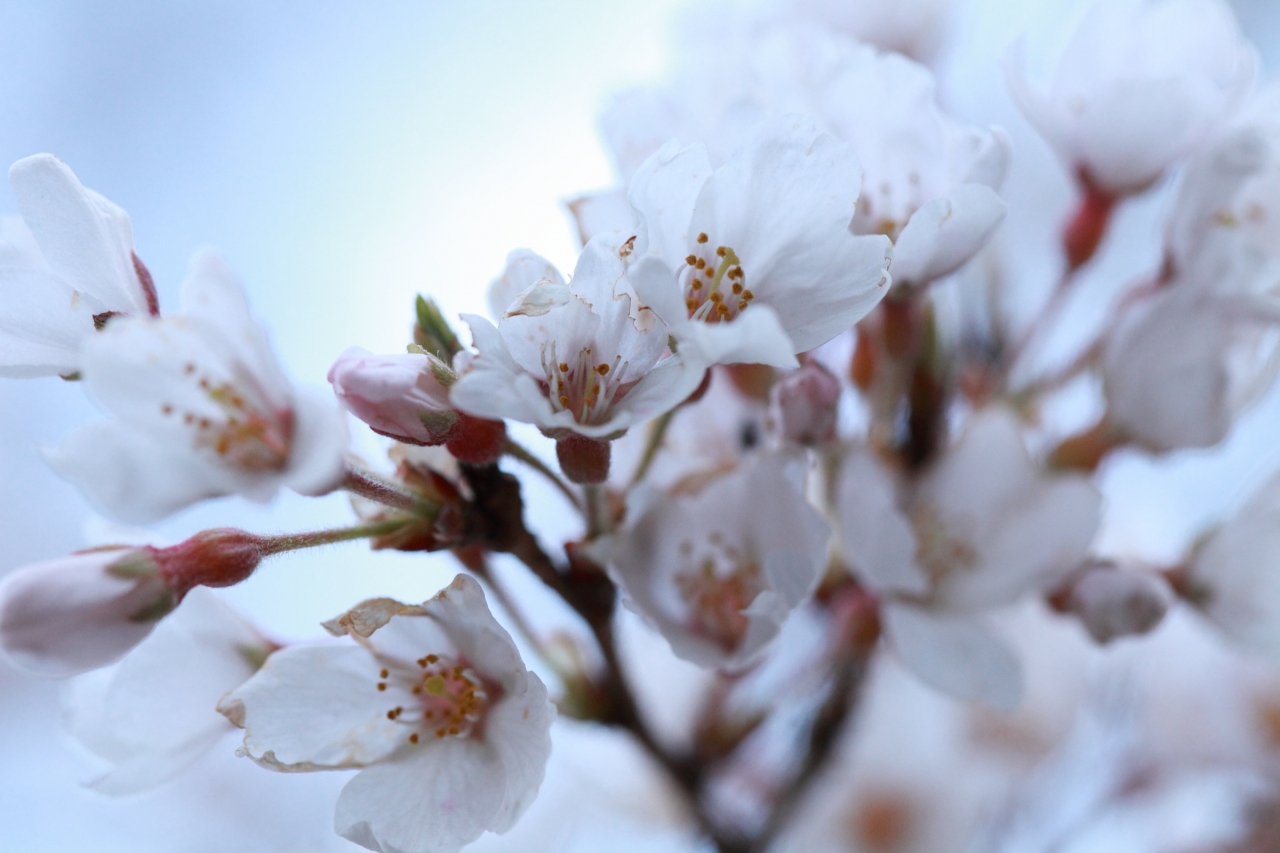 四国の桜風景 高知のひょうたん桜 中越家のしだれ桜 高知県の旅行記 ブログ By はーちゃん 休止中さん フォートラベル 四国の桜風景 高知のひょうたん桜 中越家のしだれ桜 高知県の旅行記 ブログ By はーちゃん 休止中さん フォートラベル
