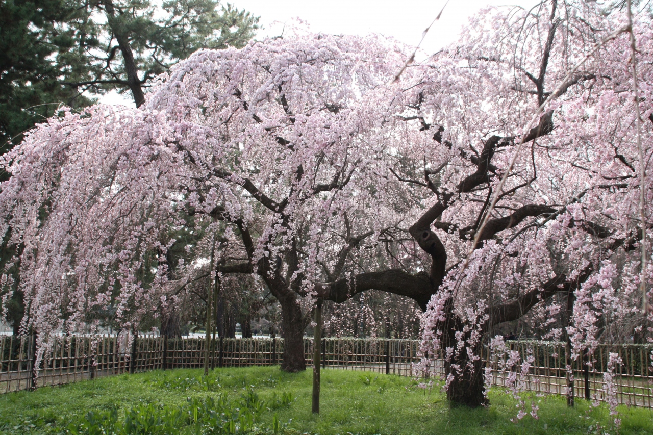 10京都御苑 桜も見ごろ 桃も梅も同時に見られます 今出川 北大路 北野 京都 の旅行記 ブログ By 花好京人さん フォートラベル