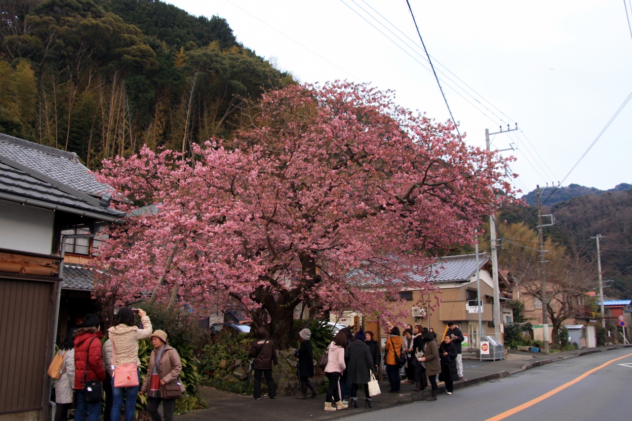 河津桜の原木 河津温泉郷 今井浜 静岡県 の旅行記 ブログ By ゆっきさん フォートラベル