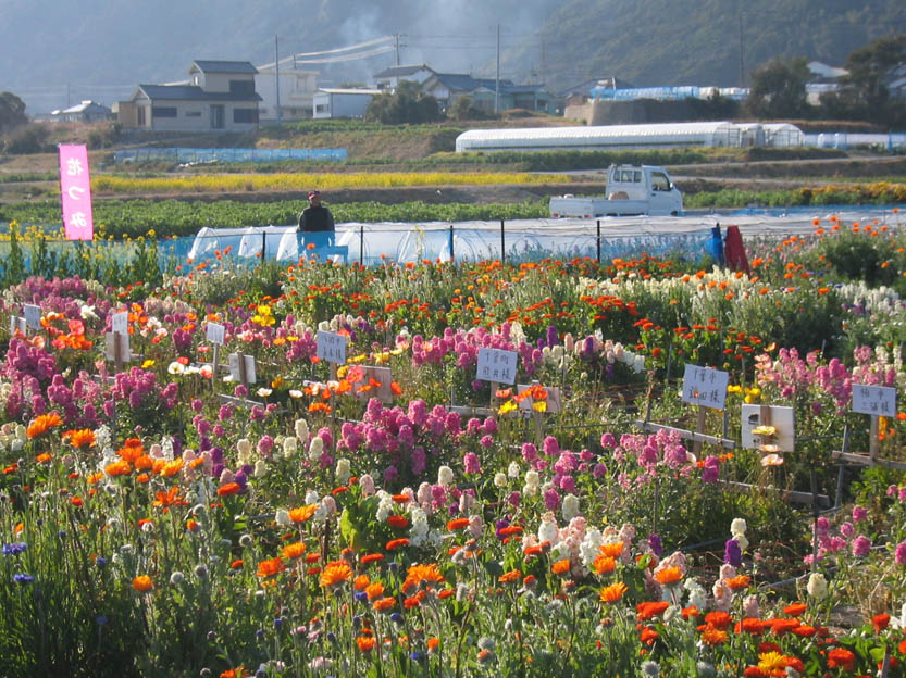 千葉県 房総の花畑 ２００７年２月 茂原 千葉県 の旅行記 ブログ By 夢見草さん フォートラベル