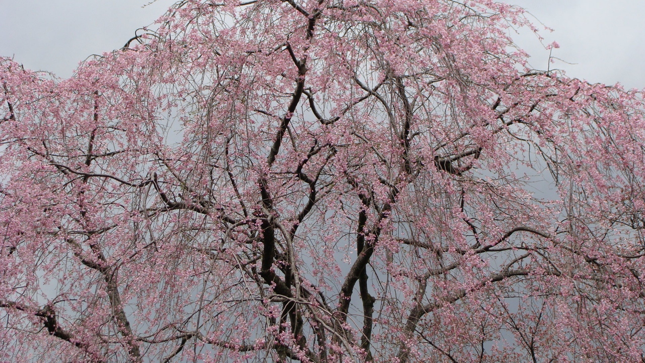 大石寺の枝垂れ桜 富士宮 静岡県 の旅行記 ブログ By Hn11さん フォートラベル