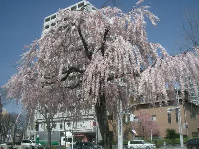 栄公園でお花見して オアシスでランチ 名古屋 愛知県 の旅行記 ブログ By Nomonomoさん フォートラベル