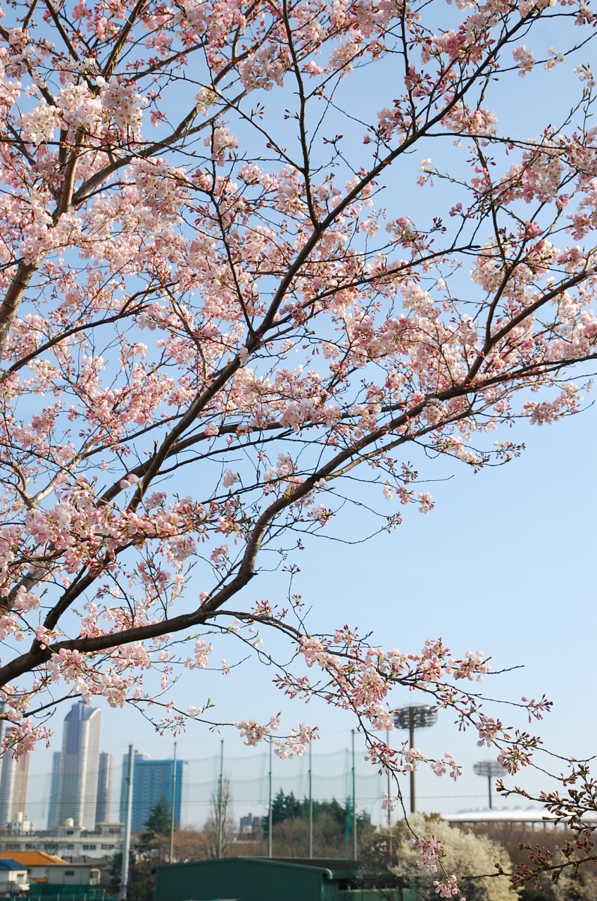 多摩川の桜 等々力緑地まで え 多摩川にサーキット 溝の口 武蔵小杉 神奈川県 の旅行記 ブログ By 円蔵さん フォートラベル