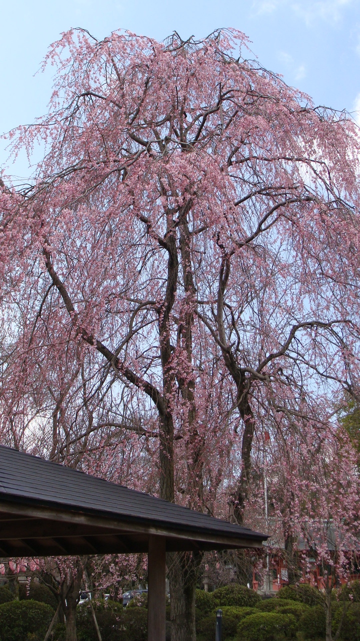 富士山本宮浅間大社の桜 富士宮 静岡県 の旅行記 ブログ By Hn11さん フォートラベル