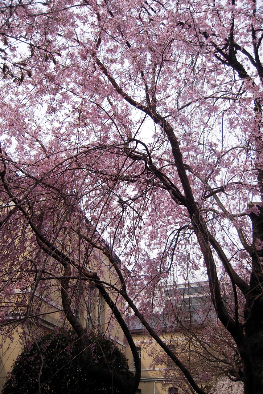 京都府庁旧本館 桜が咲いた 春の一般公開その1 今出川 北大路 北野 京都 の旅行記 ブログ By たらよろさん フォートラベル