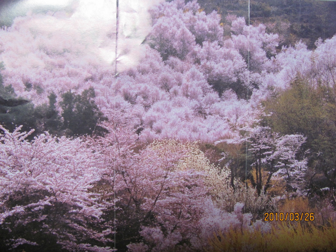 3 26の福島 花見山 福島市 福島県 の旅行記 ブログ By あぶくまさん フォートラベル 3 26の福島 花見山 福島市 福島県 の旅行記 ブログ By あぶくまさん フォートラベル