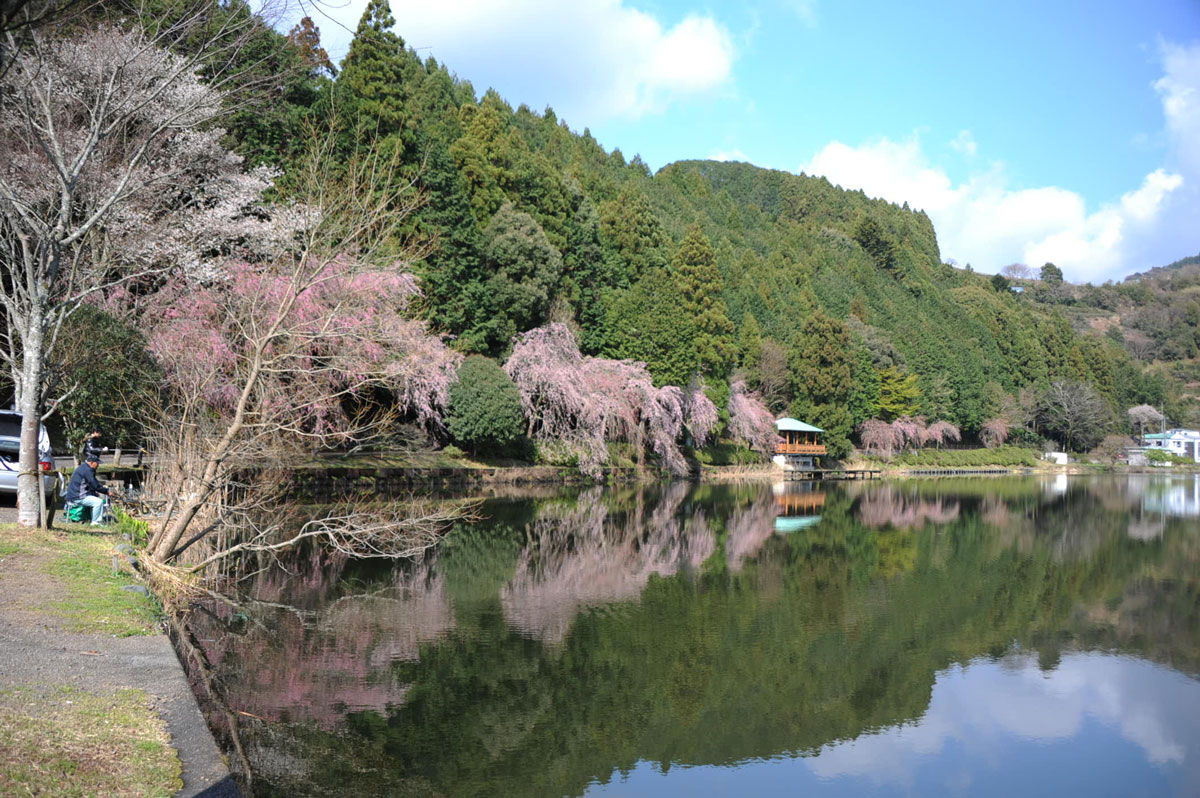 Mtbでウロウロ 桜咲く大井川鉄道家山駅周辺 島田 金谷 静岡県 の旅行記 ブログ By てんとう虫さん フォートラベル