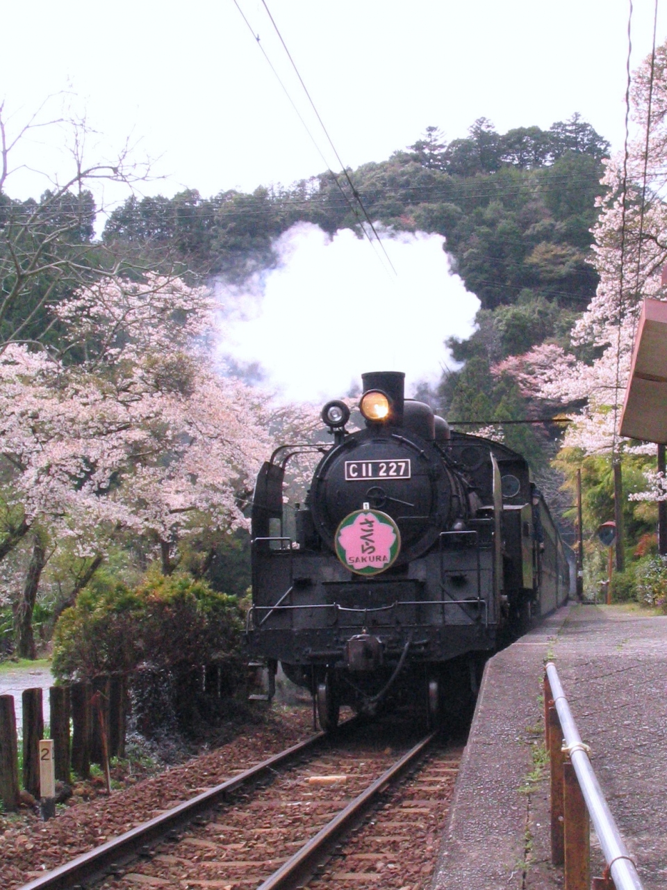 大井川鐵道 桜の見ごろ Slの撮影スポット 家山 駿河徳山 青部駅 静岡県の旅行記 ブログ By めーてる隊長さん フォートラベル
