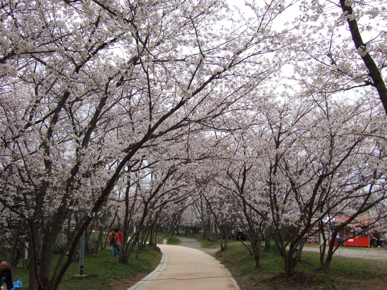 人丸神社の桜 福岡県の旅行記 ブログ By Rimoさん フォートラベル