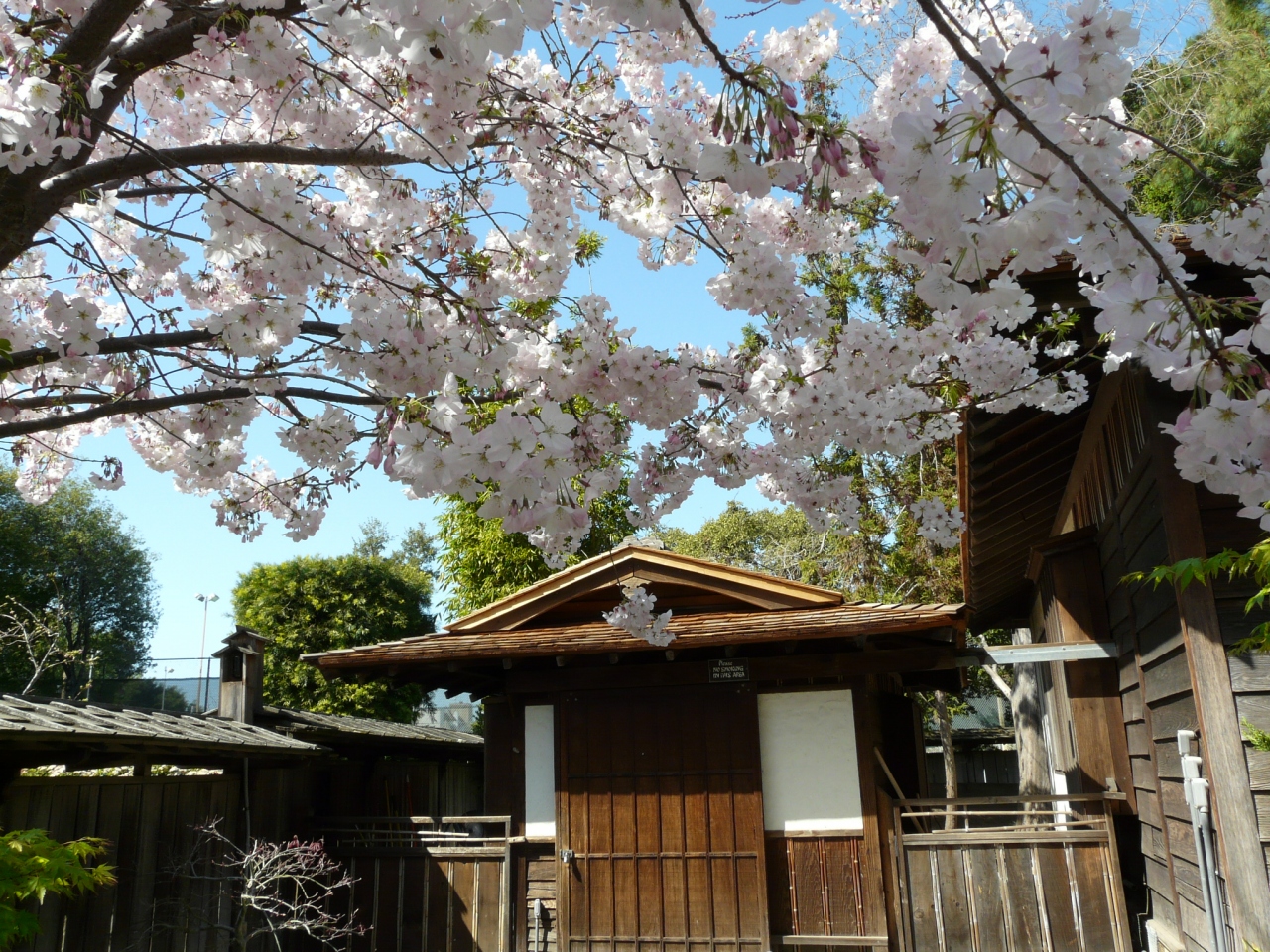 サンマテオ日本庭園でお花見 サンフランシスコ アメリカ の旅行記 ブログ By Guavalomilomiさん フォートラベル