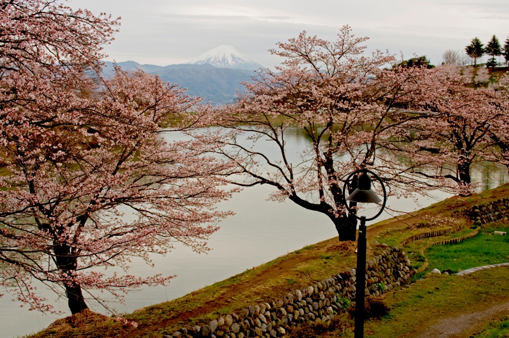 山梨県内の桜 開花状況４ ２ 山梨県の旅行記 ブログ By 甲斐さん フォートラベル