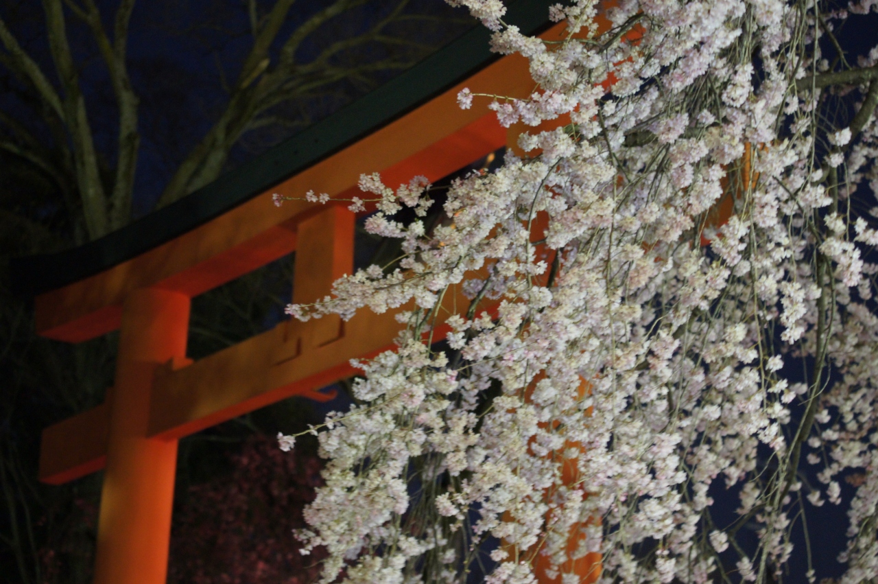 平野神社 ライトアップ 今出川 北大路 北野 京都 の旅行記 ブログ By Yasuさん フォートラベル