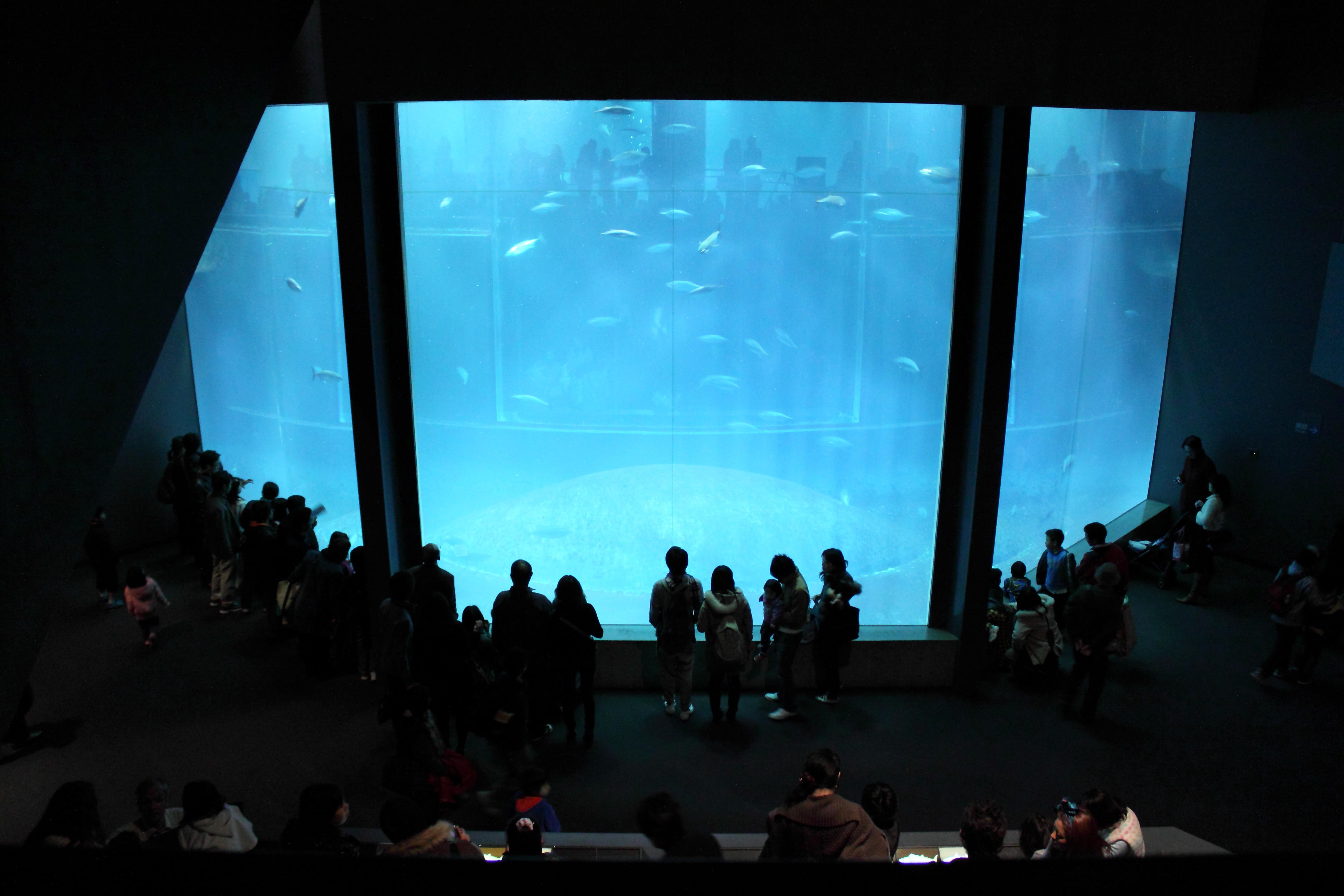 葛西臨海公園 葛西臨海水族園 まぐろの遊泳で 葛西 東京 の旅行記 ブログ By じゅうべいさん フォートラベル