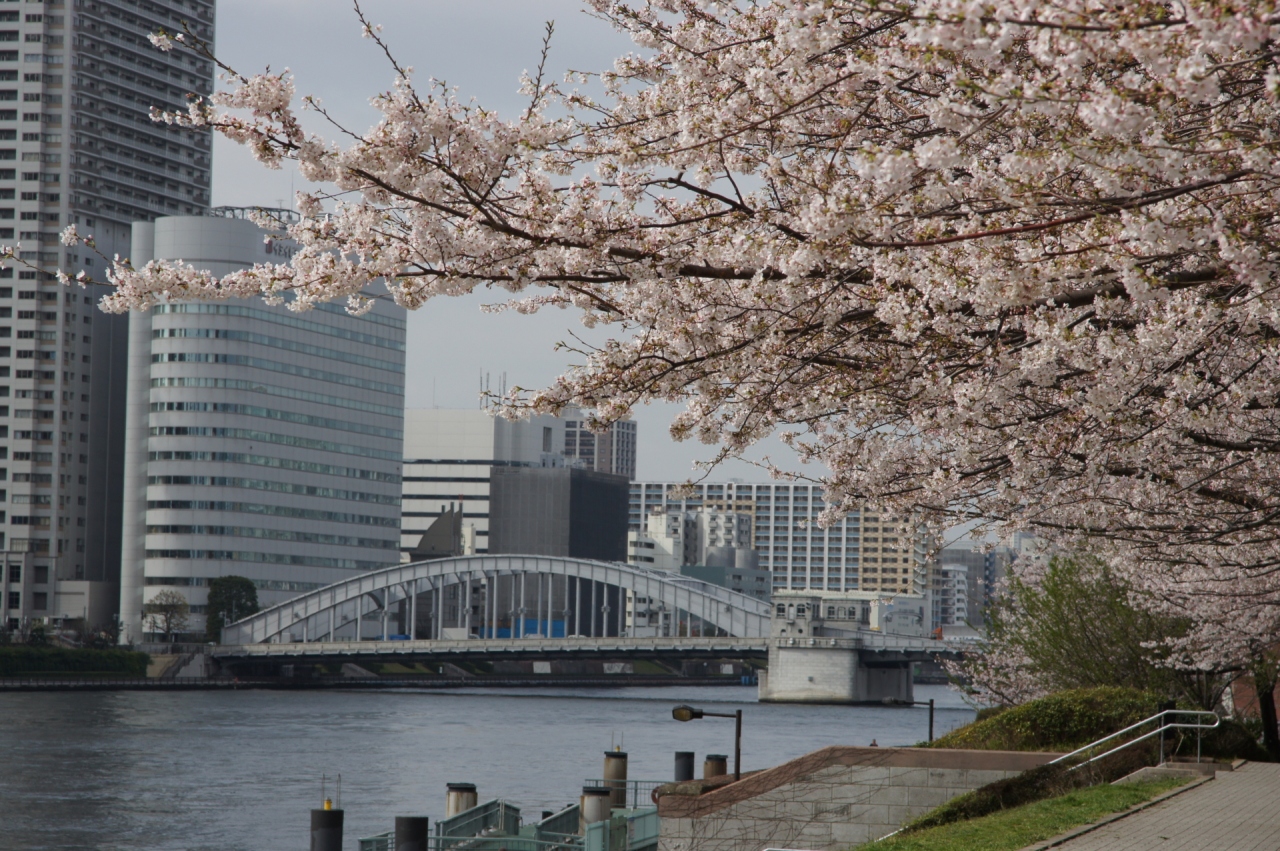 隅田川テラスで 桜を眺めながら 東京の旅行記 ブログ By Hhbさん フォートラベル