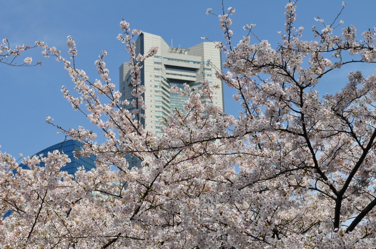 横浜のお花見 横浜 神奈川県 の旅行記 ブログ By Tak 610さん フォートラベル