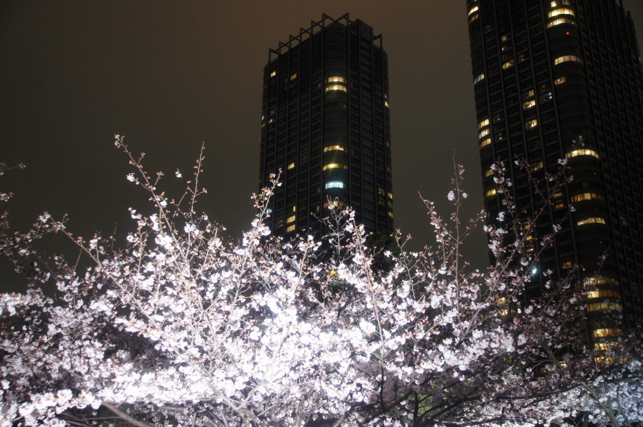 浜離宮恩賜庭園 夜桜のライトアップ 汐留 東京 の旅行記 ブログ By Hhbさん フォートラベル
