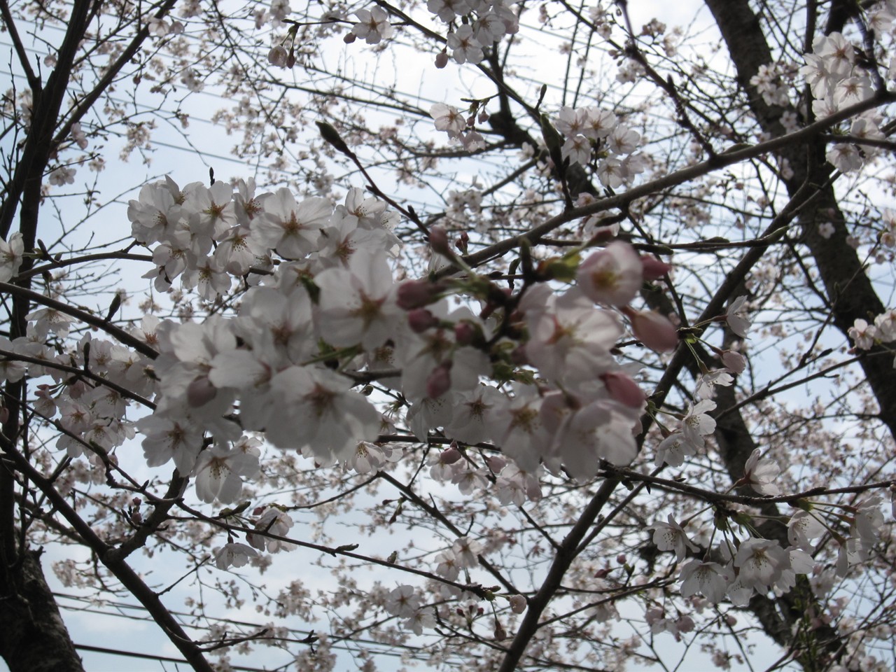 旅記録日帰り編10 大阪 枚方桜巡り編 寝屋川 枚方 交野 大阪 の旅行記 ブログ By Poppyさん フォートラベル 旅記録日帰り編10 大阪 枚方桜巡り編 寝屋川 枚方 交野 大阪 の旅行記 ブログ By Poppyさん フォートラベル