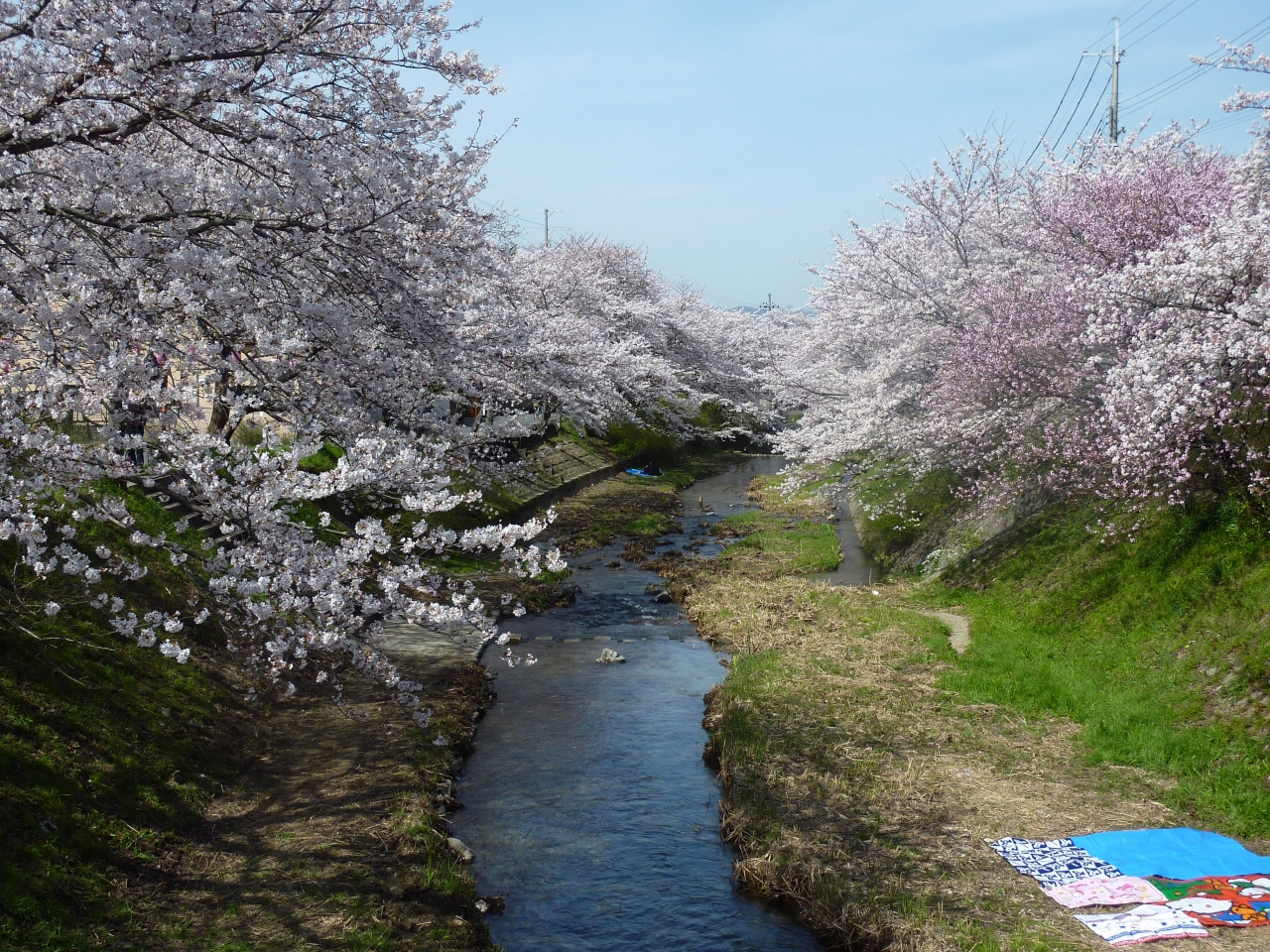 満開の桜 10玉川堤と地蔵禅院 京都府綴喜郡井手町 京田辺 京都 の旅行記 ブログ By ひろかなさん フォートラベル