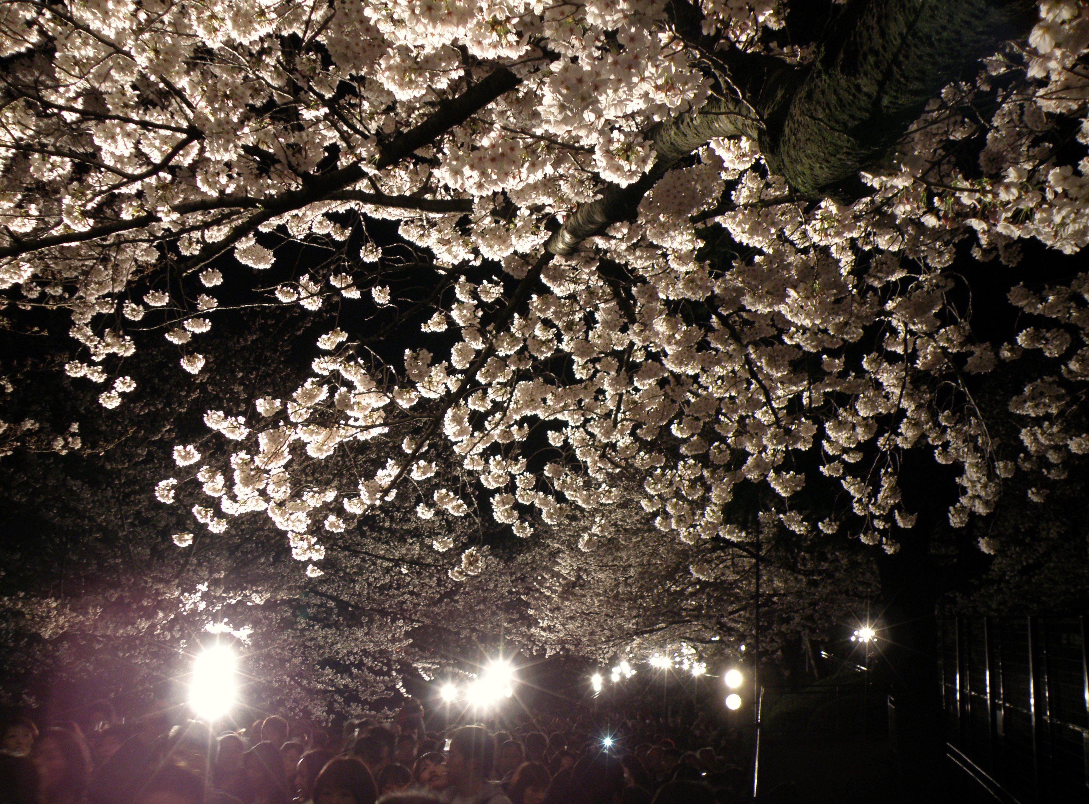 神戸市立王子動物園の夜桜通り抜け 御影 灘 兵庫県 の旅行記 ブログ By Ohchanさん フォートラベル