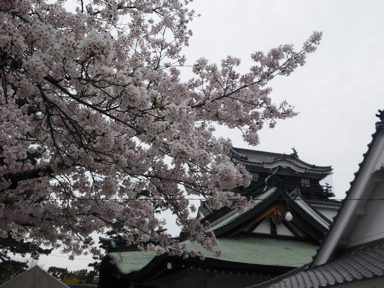 岡崎公園 桜は満開です 岡崎 愛知県 の旅行記 ブログ By Hokkaさん フォートラベル