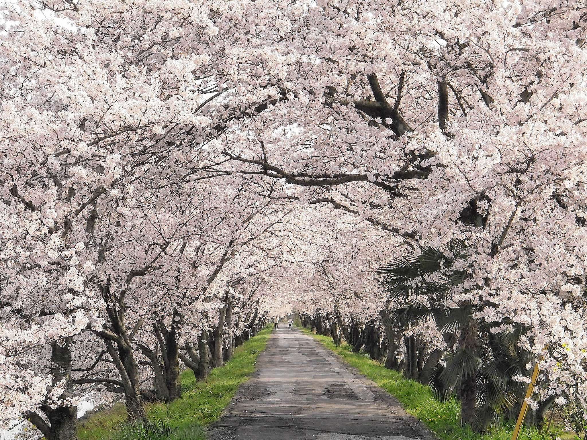 墨俣一夜城址 犀川堤 桜トンネル 岐阜県の旅行記 ブログ By たけしさん フォートラベル