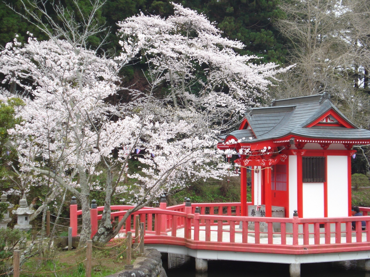 茂原桜まつり 茂原 千葉県 の旅行記 ブログ By メンデルスゾーンさん フォートラベル
