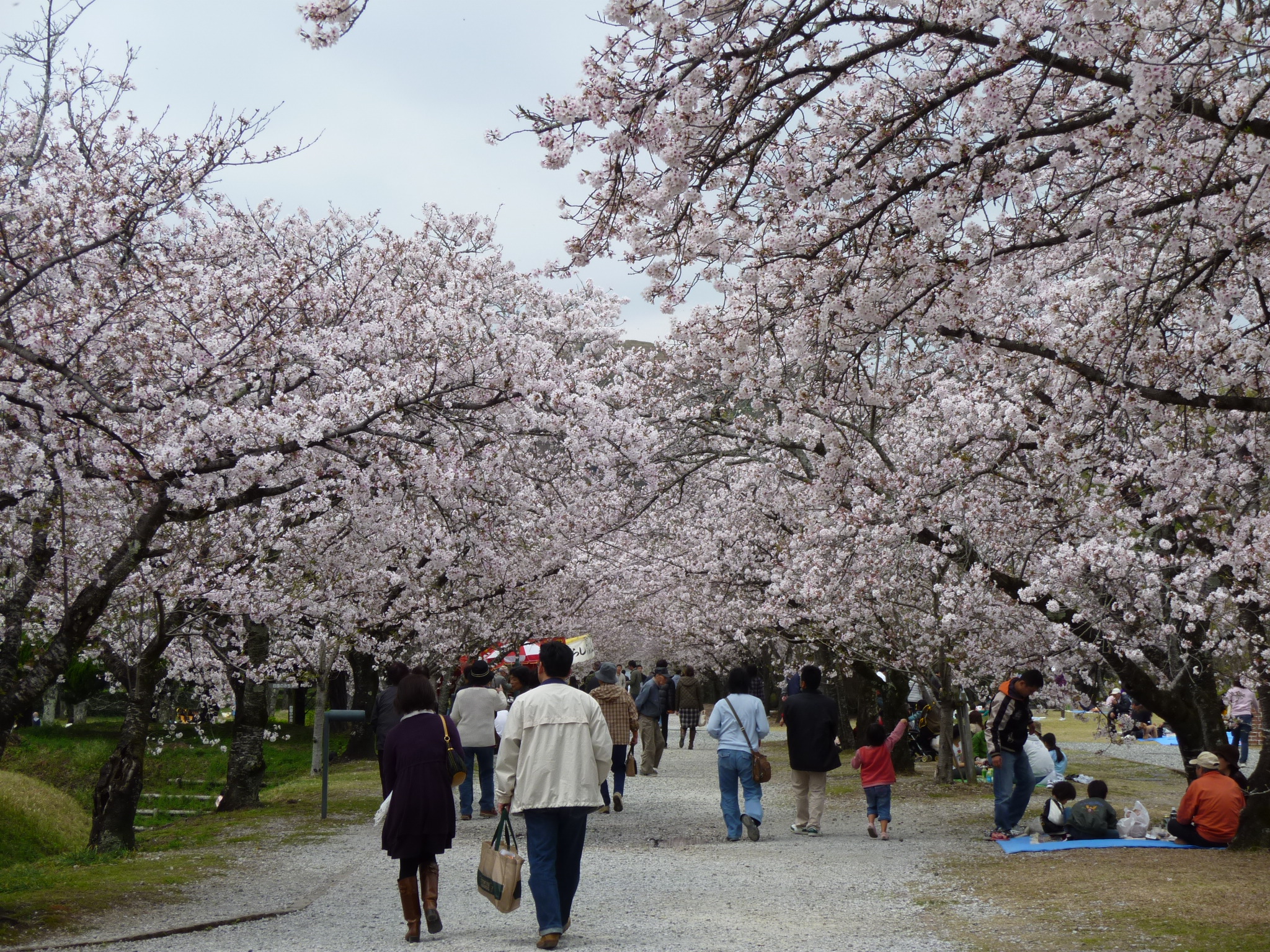 10年高知の桜 ドライブ兼ねて 香美市土佐山田町 鏡野公園 南国 土佐山田 香南 高知県 の旅行記 ブログ By Ntkj62さん フォートラベル