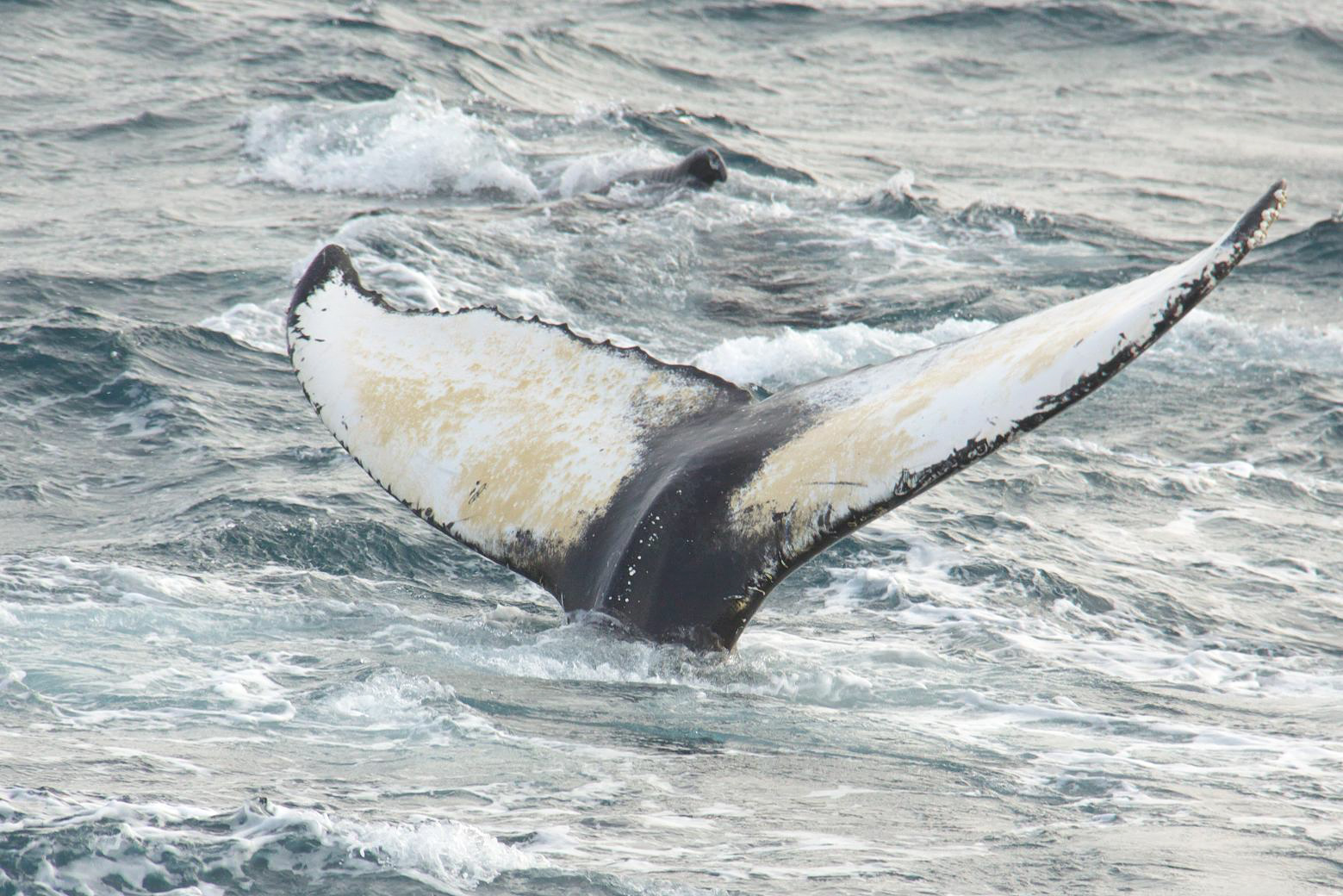 アイスランド旅行 レイキャヴィーク 95 の確率でクジラを発見 ウェール ウォッチングに出かけよう レイキャビク アイスランド の旅行記 ブログ By ちゅんちゅんさん フォートラベル アイスランド旅行 レイキャヴィーク 95 の確率でクジラを発見 ウェール ウォッチングに出かけよう レイキャビク アイスランド の旅行記 ブログ By ちゅんちゅんさん フォートラベル