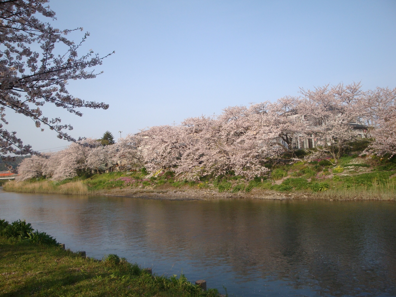 10花見 勝間田川 パターゴルフ 牧之原 静岡県 の旅行記 ブログ By Tyatyaさん フォートラベル
