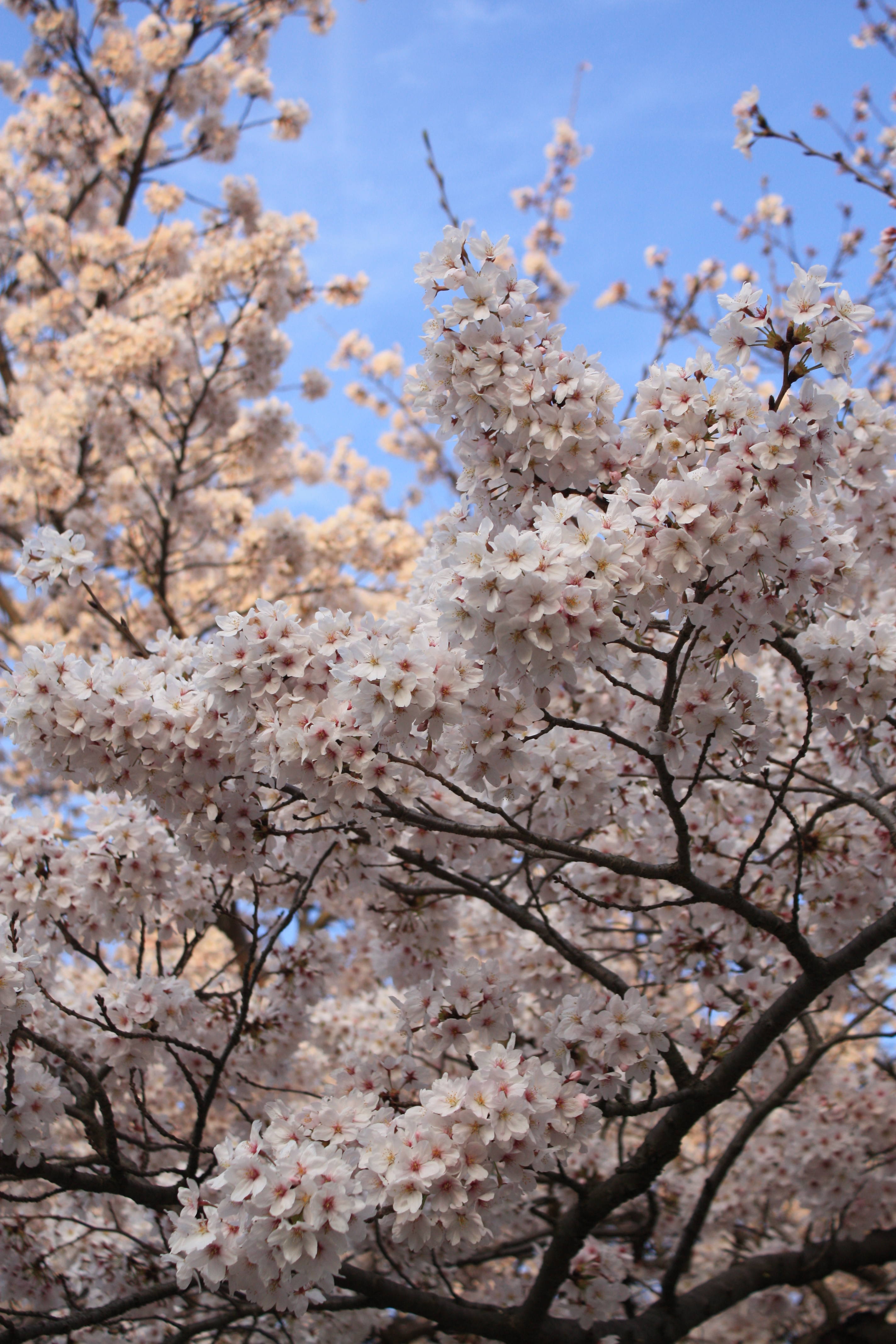 服部緑地公園の桜だにゃん 伊丹空港 豊中 大阪 の旅行記 ブログ By ねこたびさん フォートラベル 服部緑地公園の桜だにゃん 伊丹空港 豊中 大阪 の旅行記 ブログ By ねこたびさん フォートラベル