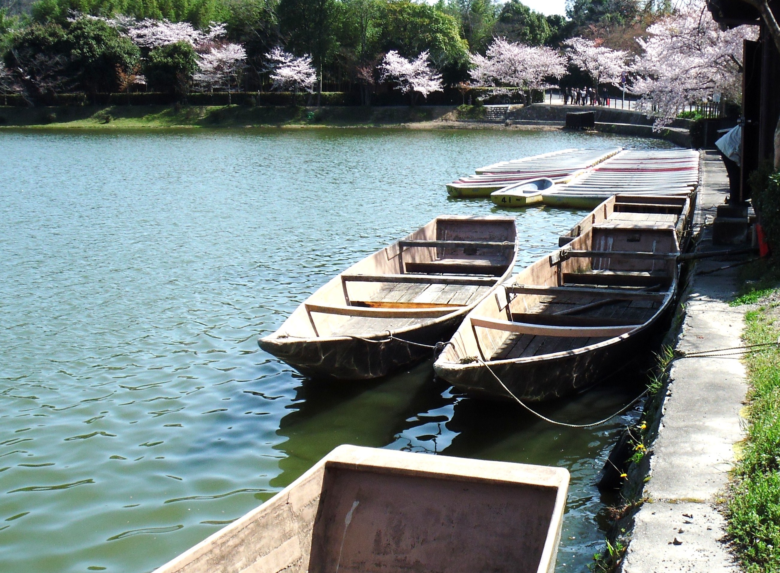 一気に満開 桜満喫 その4 嵐山 嵯峨野 太秦 桂 京都 の旅行記 ブログ By Coroさん フォートラベル