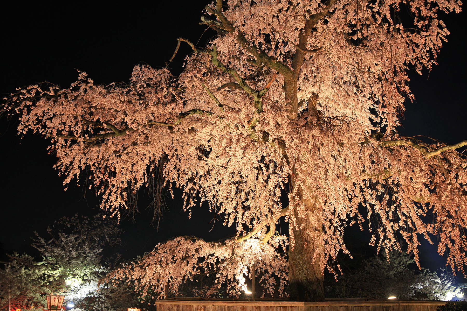 洛東 円山公園 まるやまこうえん ライトアップの枝垂桜 京都市東山区円山町 東山 祇園 北白川 京都 の旅行記 ブログ By Kuropisoさん フォートラベル