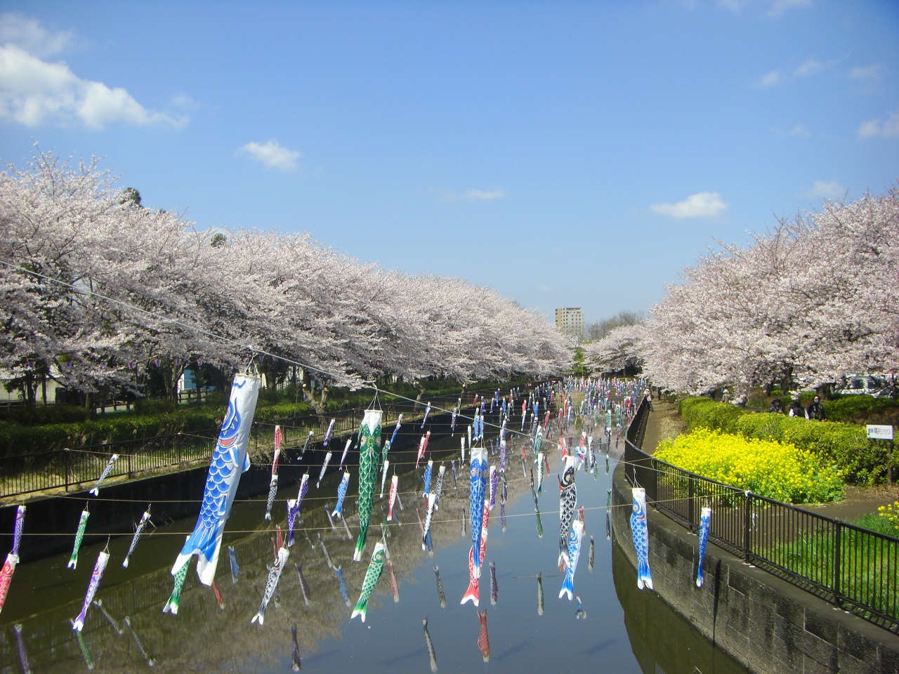 桜の季節はここへ 館林 群馬県 の旅行記 ブログ By アンジェランさん フォートラベル