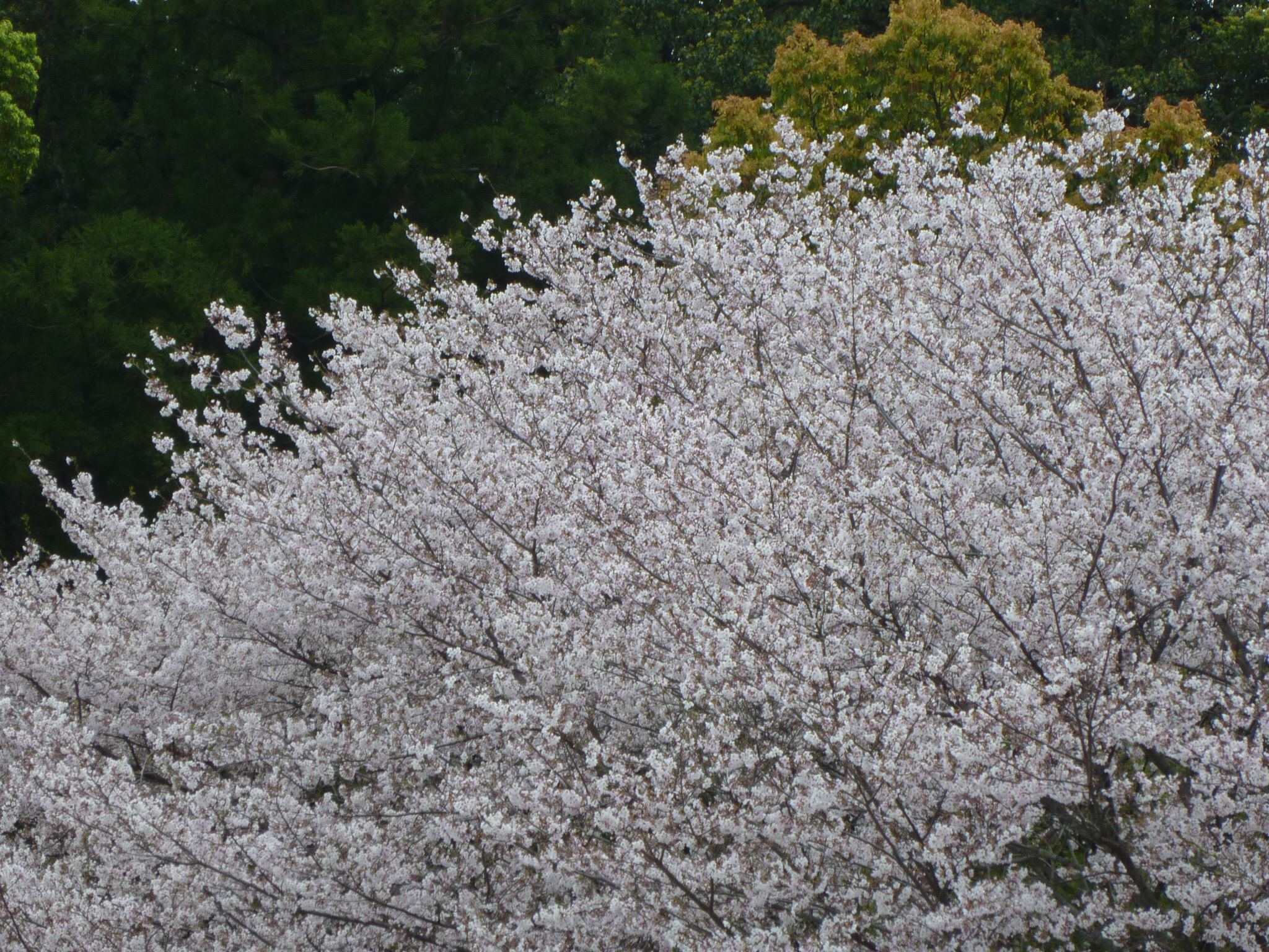 10年高知の桜 遠出のついでに 南国市岡豊 高知県立歴史民俗資料館 南国 土佐山田 香南 高知県 の旅行記 ブログ By Ntkj62さん フォートラベル