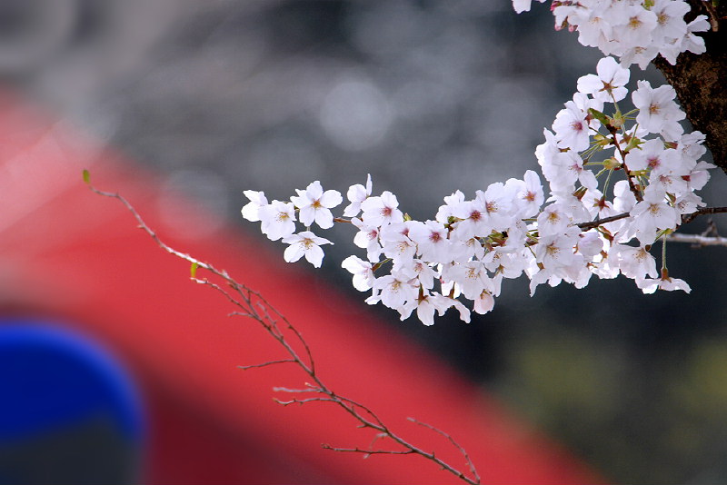 東山動植物園春まつり 桜 愛知県の旅行記 ブログ By 風に吹かれて旅人さん フォートラベル 東山動植物園春まつり 桜 愛知県の旅行記 ブログ By 風に吹かれて旅人さん フォートラベル